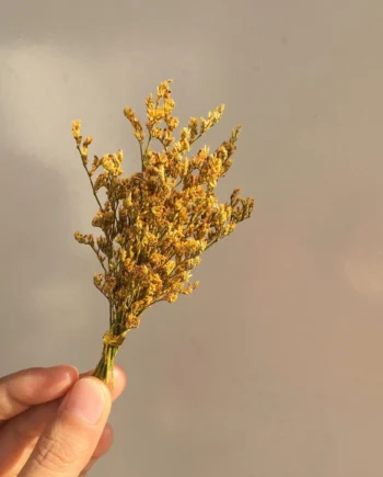 Mini Dried Lagurus Ovatus (Bunny Tail Grass) & Cotton Sunflower Grass l 20 Styles Natural Real Dried Flowers for Home Decoration
