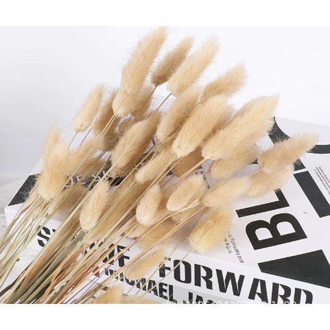 Dried Rabbit Tail Flower (Lagurus Ovatus) l 10pcs / 30pcs / 60pcs Natural Dried Pampas Grass Bouquet for Home Decor, Wedding, Vase Arrangement