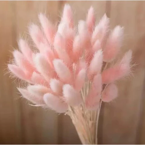 Dried Rabbit Tail Flower (Lagurus Ovatus) l 10pcs / 30pcs / 60pcs Natural Dried Pampas Grass Bouquet for Home Decor, Wedding, Vase Arrangement