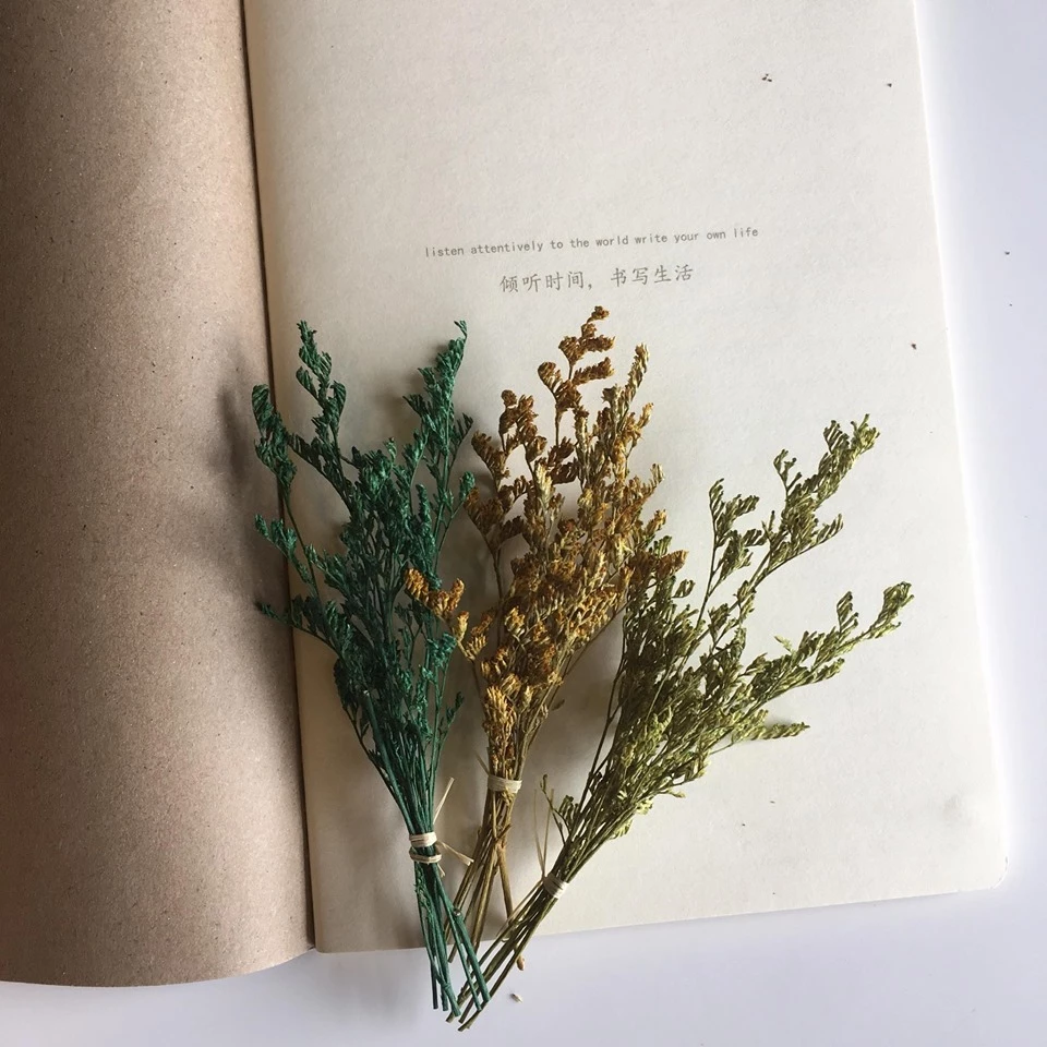 Mini Dried Lagurus Ovatus (Bunny Tail Grass) & Cotton Sunflower Grass l 20 Styles Natural Real Dried Flowers for Home Decoration